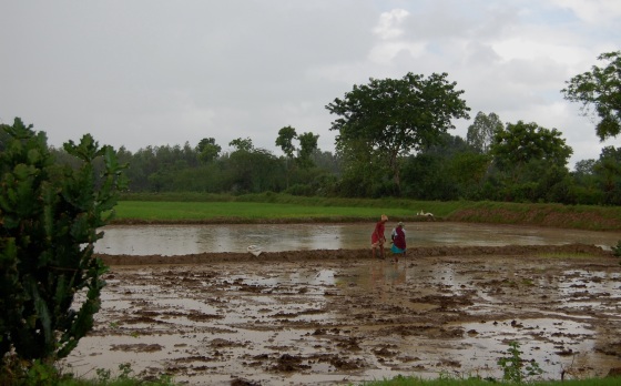 women in muddy rice paddy